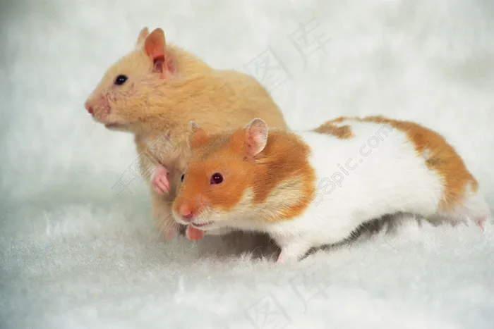 可爱仓鼠图片