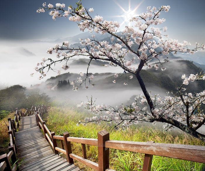 梅花摄影风景高清图片素材