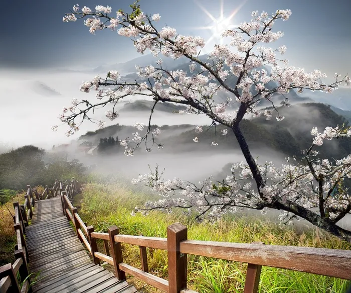 梅花摄影风景高清图片素材