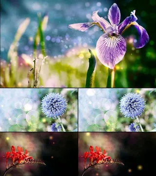 高清花朵蒲公英视频素材