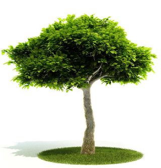 植物国外精品装饰素材免费下载3d装...