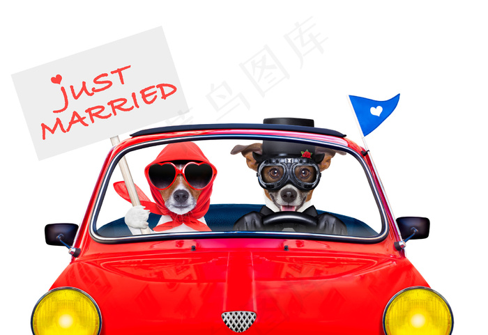 结婚旅游的狗图片