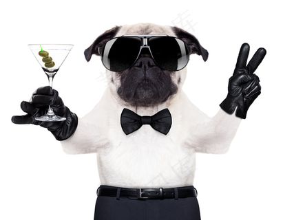 戴着墨镜的狗图片