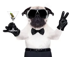 戴着墨镜的狗图片