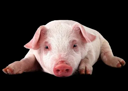 猪免抠素材PSD分层