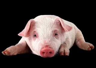 猪免抠素材PSD分层