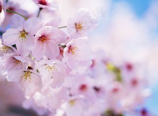 樱花背景底纹图片