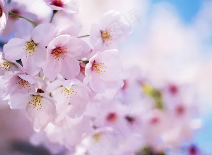 樱花背景底纹图片 樱花背景底纹图片