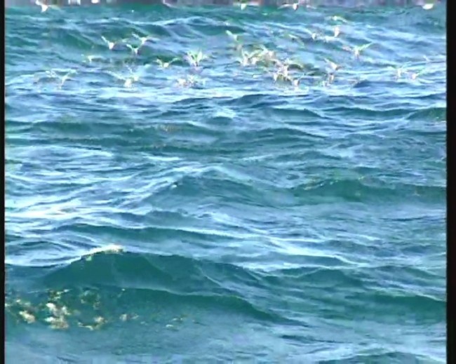 动态大海海水视频素材素材下载