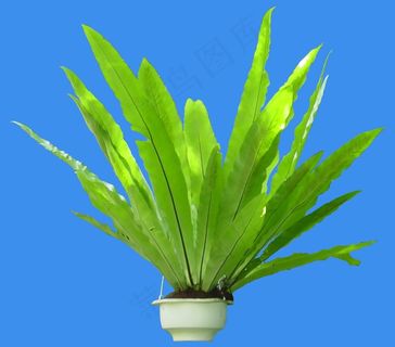 鸟巢蕨-荫生——植物素材