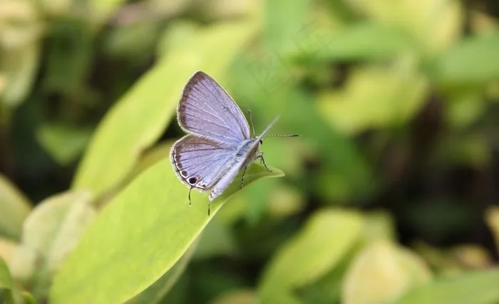 小清新蝴蝶图片