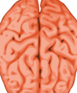 一种脑图像矢量