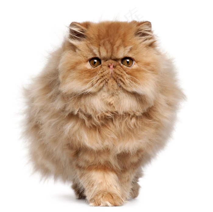 可爱宠物猫图片