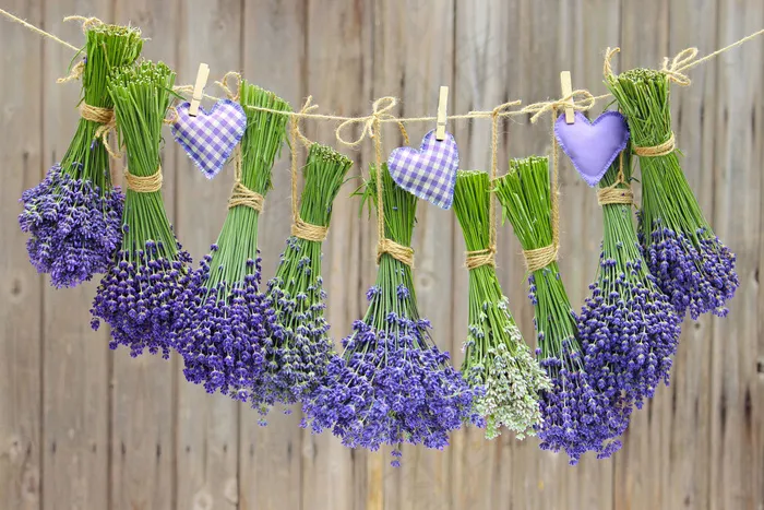 吊带上的熏衣草