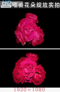 高清唯美红色花朵绽放视频素材 高清唯美红色花朵绽放视频素材