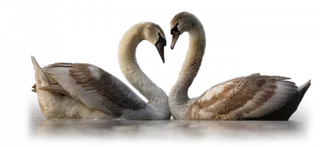 免抠png图片ps素材天鹅