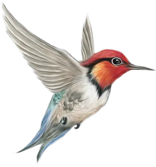 考拉动物设计PNG透明背景免扣素材