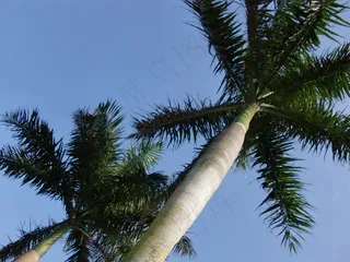 海南海口假日海滩椰子树图片