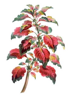 免扣手绘花朵叶子背景墙素材PNGP...