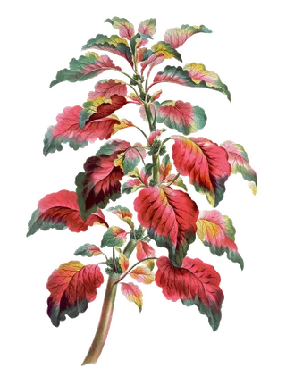 免扣手绘花朵叶子背景墙素材PNGP...