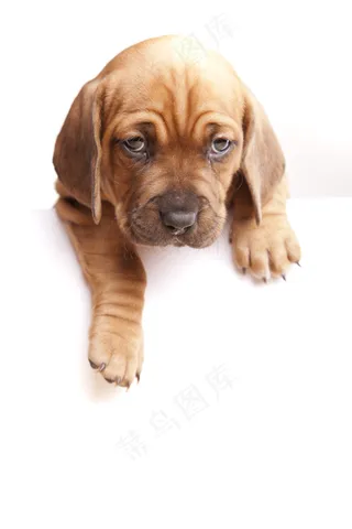 空白广告牌上的宠物狗图片