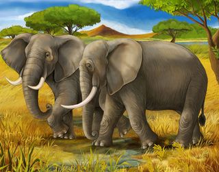 草地上的大象图片