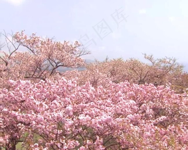 几朵桃花