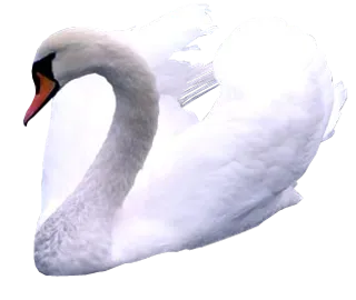 免抠png图片ps素材天鹅