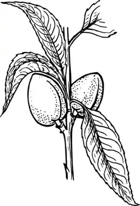杏仁植物剪贴画3