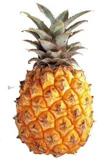 菠萝素材