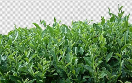茶树图片 茶树图片