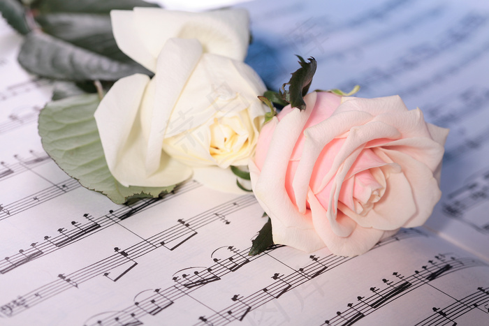 粉色玫瑰花静物设计素材