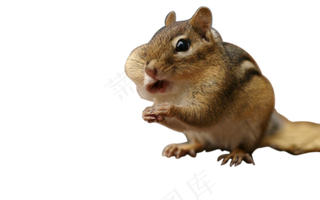 可爱小松鼠吃东西png图片下载