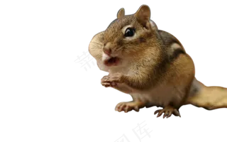 可爱小松鼠吃东西png图片下载