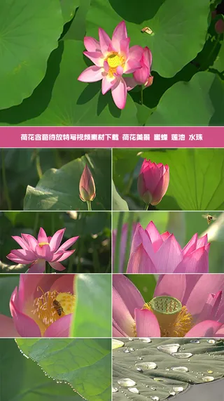 荷花含苞待放特写视频素材下载