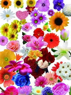 花朵素材图片 花朵素材图片