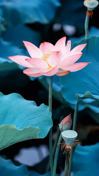 荷花高清摄影图片