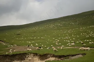 牛羊 青海湖图片