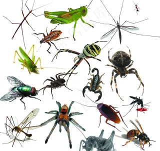 昆虫害虫图片