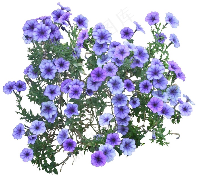 高清免抠植物矮牵牛