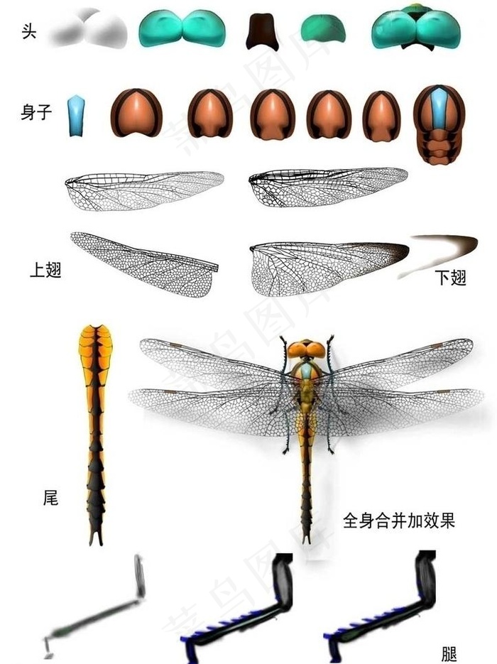 蜻蜓动物图案素材图片psd模版下载