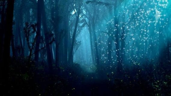 森林仙境动态视频