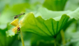 蜻蜓点荷图片