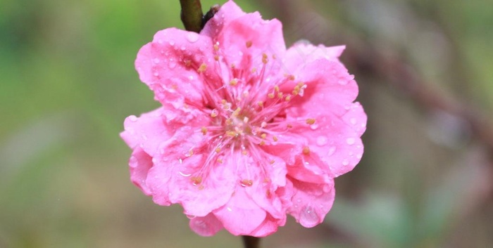 一朵桃花图片