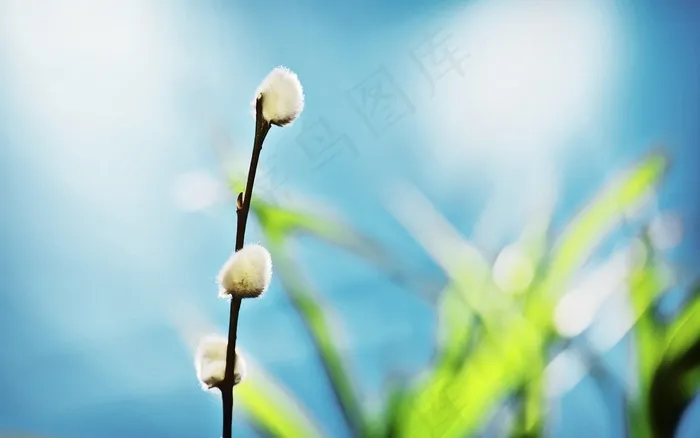 春天