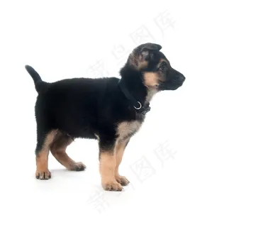 可爱的小狗图片