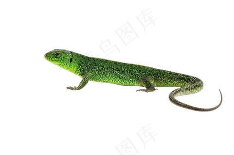 蜥蜴免抠素材PSD分层