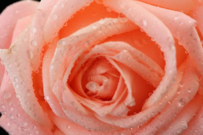 粉色玫瑰花静物设计素材