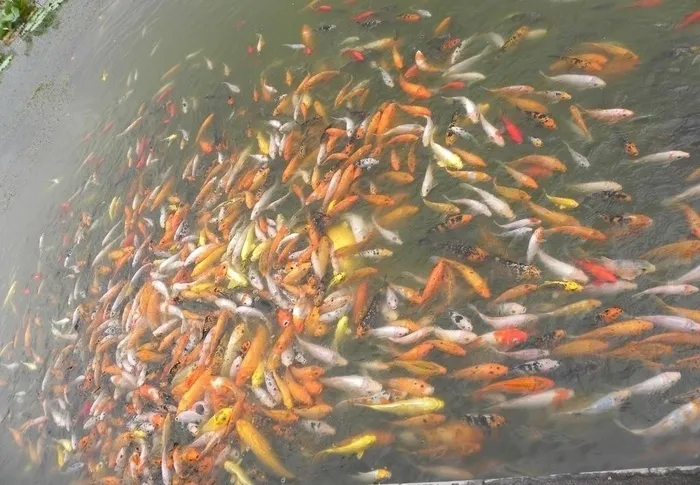 鱼鱼图片