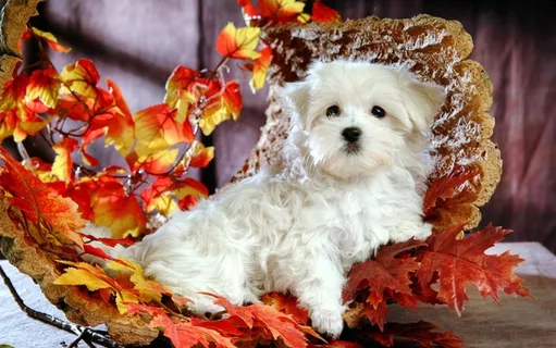 高清电脑桌面背景壁纸 高清电脑桌面背景壁纸